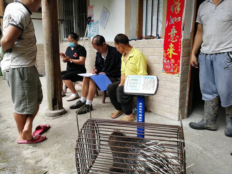生猪养殖：掌握技巧提高效率